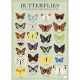Lámina Butterflies